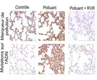 resveratrol-et-polluants