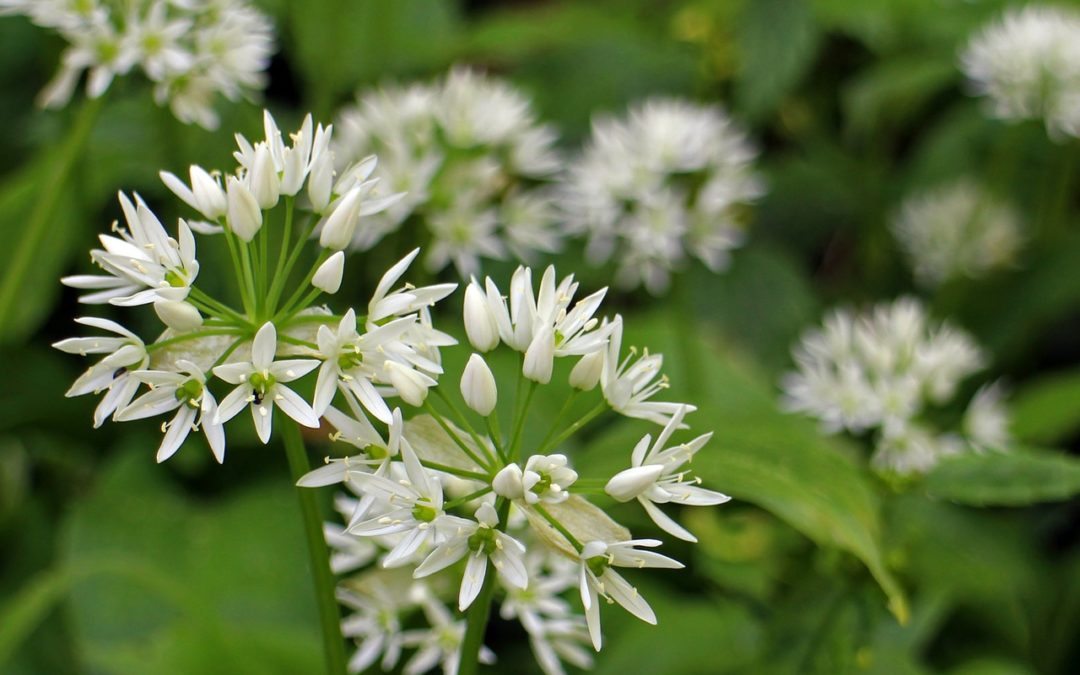 Ail des ours bienfaits : tout savoir sur les vertus de l’Allium Ursinum