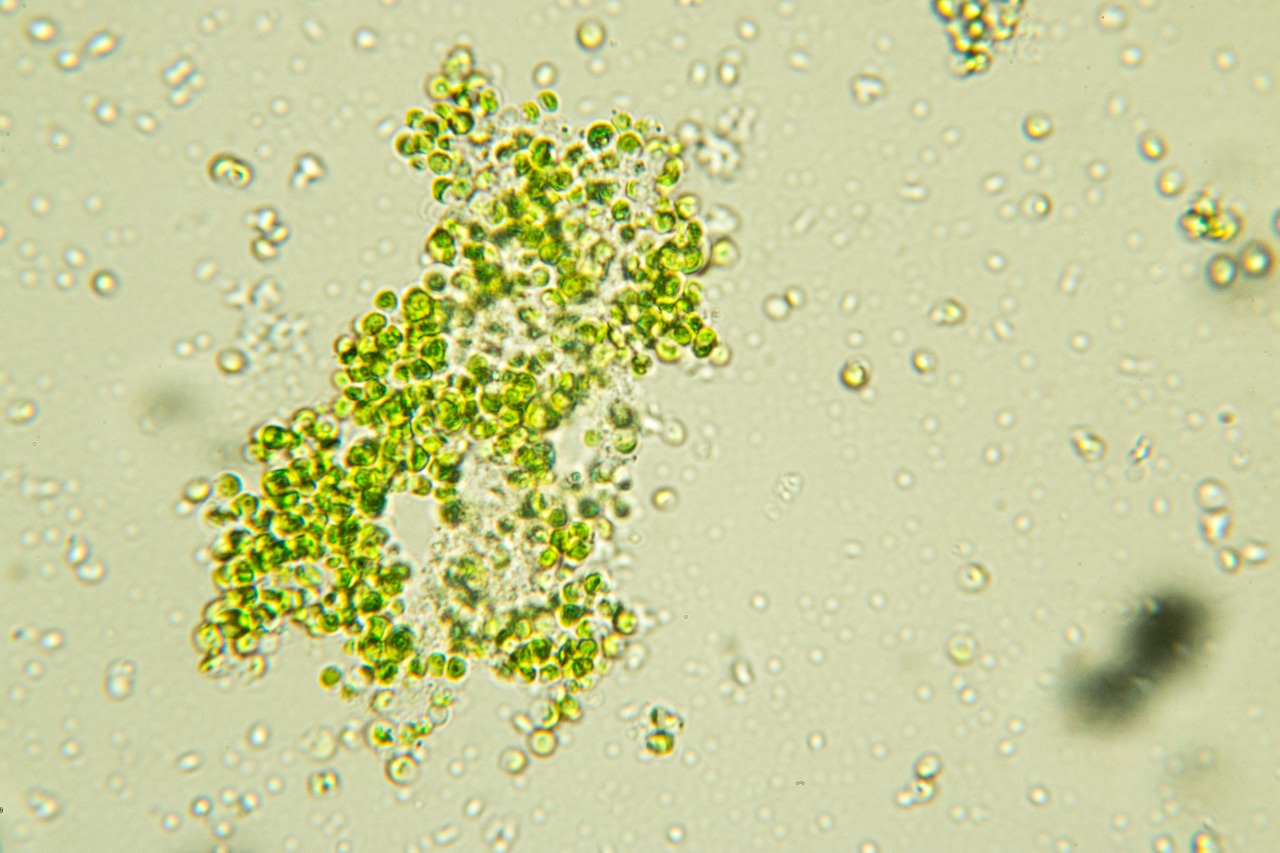 chlorella-YVERY-1280px