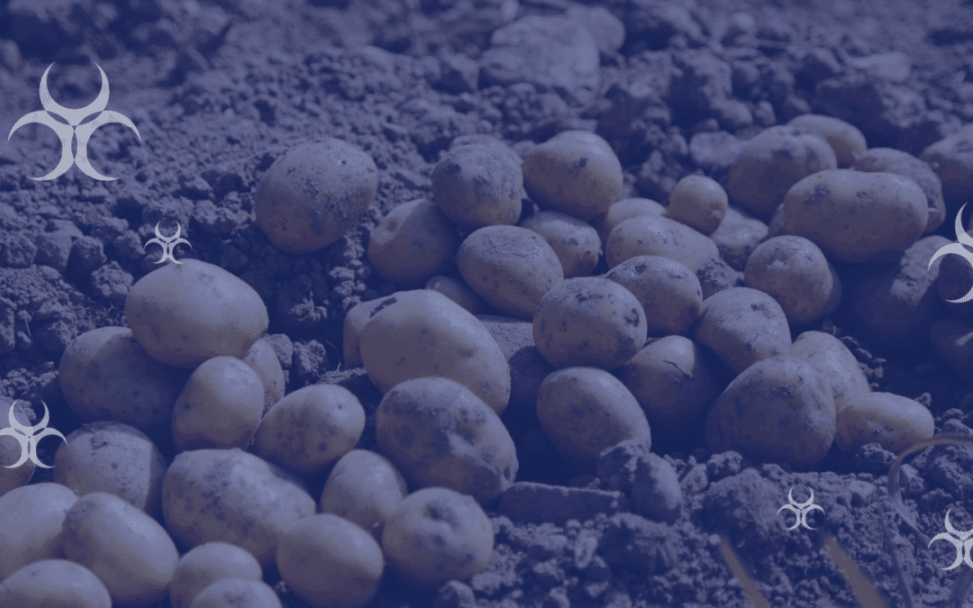 Cadmium pomme de terre : pourquoi est ce une source d’exposition aux métaux lourds ?