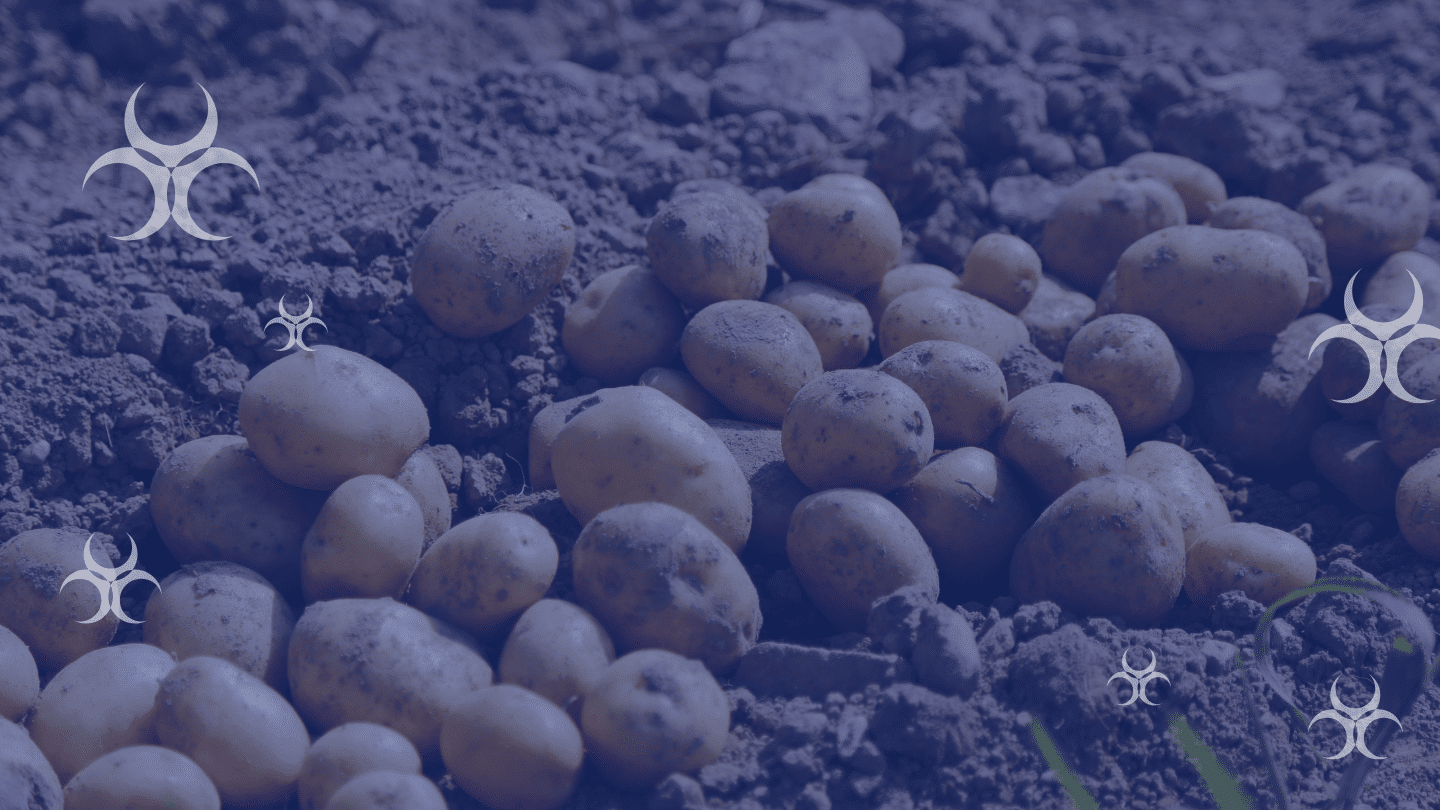 cadmium pomme de terre